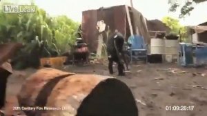 Солдаты дали обезьяне автомат, а она начала стрелять в них