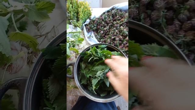 заготовка чая из мелиссы