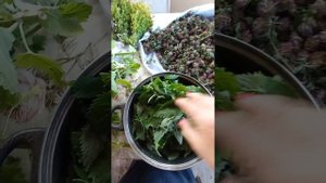 заготовка чая из мелиссы