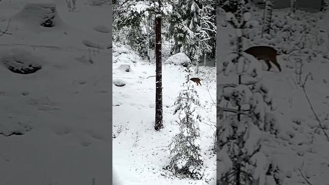 добрый вечер