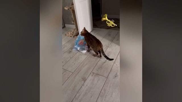 Ангельский голосочек/Как мяукает бенгальский кот/How a Bengal cat meows