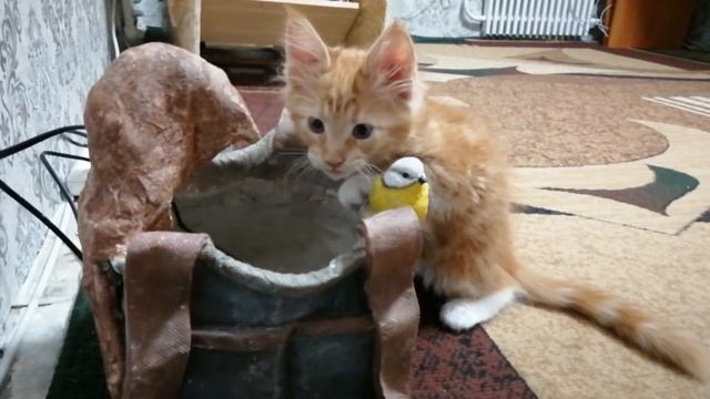 Поилка для кошек и других животных.A drinking bowl for cats and other animals.