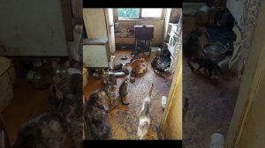 тупые хозяева животных!!!