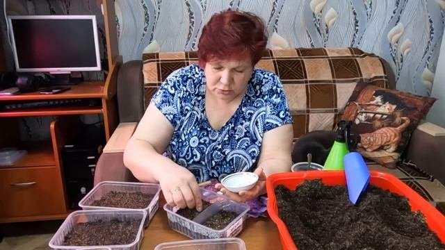 Настоящее УКРАШЕНИЕ САДА!! Посев АЛИССУМА и ХРИЗАНТЕЛЛЫ!!