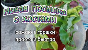 Получила свежую посылку. Распаковка хост и посадка в горшки. Мой грунт в горшках.