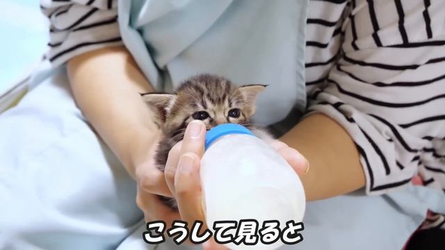 寝起きの子猫達が大暴れしたのでミルクを飲ませて落ち着かせました【赤ちゃん猫　保護猫】