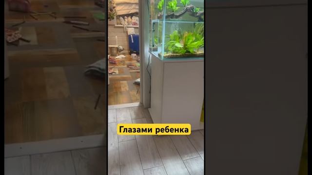 Глазами ребенка, я считаю прям новая рубрика должна быть #животные #аквариум