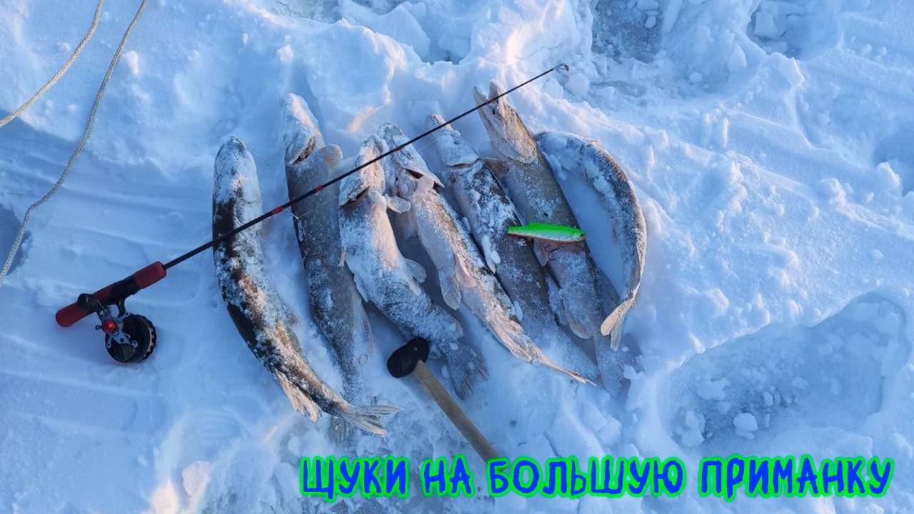 Нацепил большую приманку и не прогадал #рыбалка #зимняяловлярыбы #щука