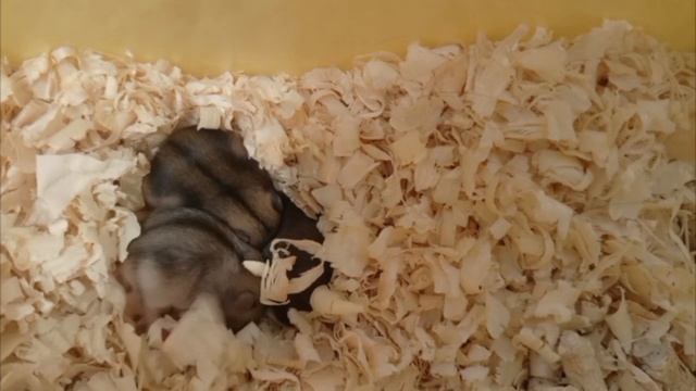 Джунгарские хомячки: от рождения до двух недель смотреть онлайн