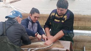 Делаем уколы рыбе