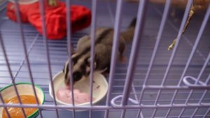 Пуся лакомится йогуртом