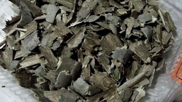 Польза осиновой коры. Природный энергетик