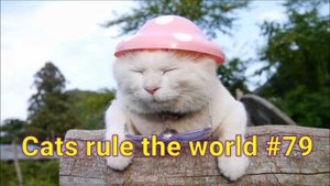 Очень смешные котики и другие животные! 79