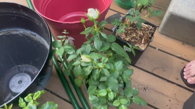 Yah kaya ho gaya mere sath 😭Tea Time Per special guest ? TEA Snacks recipe Garden update -
