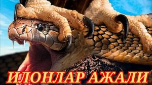 Бу Куш Илонлар АЖАЛИ Илонхур Киргийлар