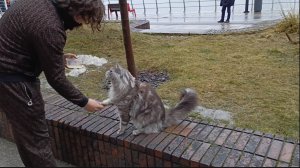 Красавчик Мейн-Кун на прогулке милый котик даёт лапу хозяину и выполняет команды.