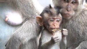 Air susu mommy Syren untuk Dodo monyet kecil yang terbatas #Tuabangmonkey