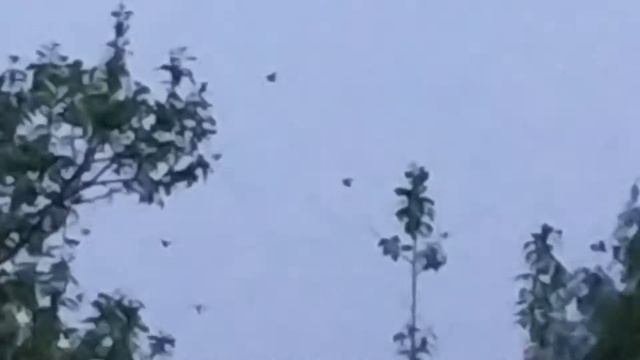 Разлетались тут вредители