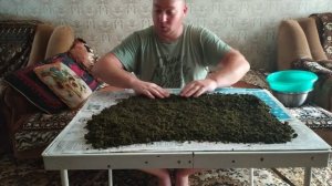 Иван-чай,Кипрей узколистный,Копорский чай,сбор,ферментация,сушка