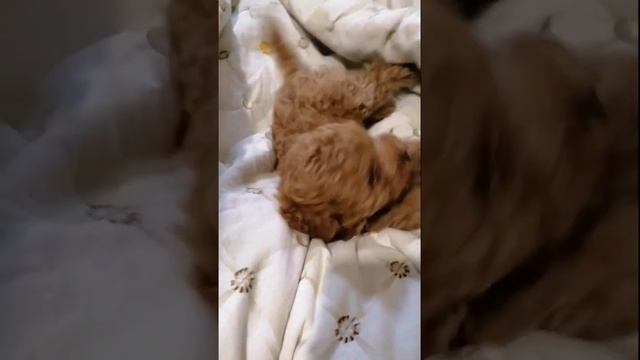 Чайный пёсик  #пудель #ставрополь #собака #cat #lexusrussia #dog #мальтипу #москва #сочи