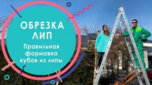 Обрезка лип. Правильная формирующая обрезка аллеи из лип кубами. Секреты идеальной обрезки