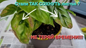 БИТВА С закоренелым ВРЕДИТЕЛЕМ - КЛЕЩ! Самая изящная КАЛАТЕЯ ЛЕОПАРДИНА. Деление Калатеи