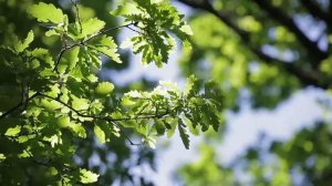 КАК НАЙТИ СУЖЕННУЮ?  ВСЕ ПРОСТО! КОНСУЛЬТАЦИЯ ПСИХОЛОГА