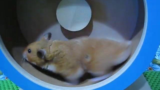 Флаффи Флауэ Хомингуэй - сирийский рысак :) смотреть онлайн