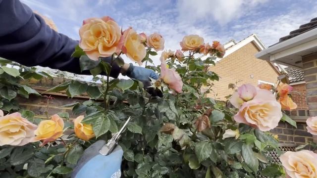 How To Deadhead Roses For More Flowers смотреть онлайн