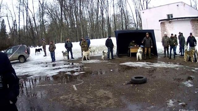 Уфимская городская выставка охотничьих собак  9 апреля 2020