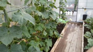 Завяли листья у ОГУРЦОВ, как СПАСТИ? Обзор огорода.