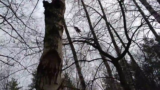 Смелая белка #5/Смела катерица #5/Bold squirrel #5 15.04.2021 #Лосиныйостров #белка #squirrel смотреть онлайн