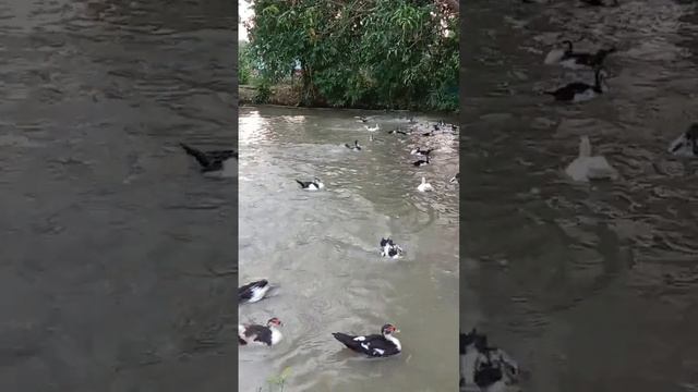 Group of Muscovy Duck #muscovy #muscovyduck #muscovyducks #duck #chineseduck #chinaduck #chinaducks