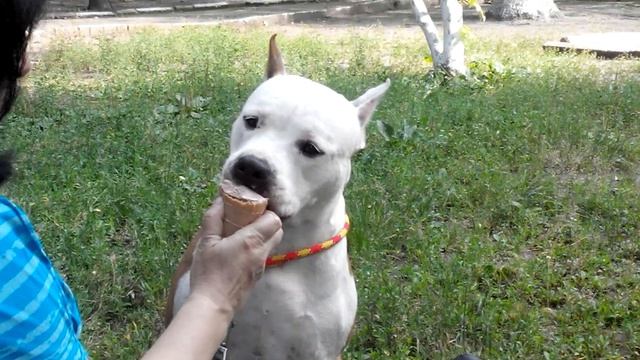 MONA LIZA TIGER VIK и очень вкусное мороженое смотреть онлайн