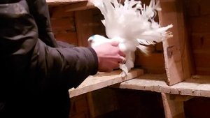 помечал голубей павлинов)))))