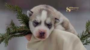 📞+7 916 505-78-42 "СВОБОДНАЯ СТАЯ" Продаются щенки Сибирский хаски 🐶 Гульнара Жианшина 📍 МОСКВА