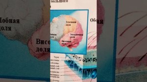 Головной мозг. Доли. Какая доля за что отвечает?