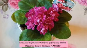 Описание Сортовой Фиалочки (Сенполии) сорта Морозная Вишня селекции К.Морева!