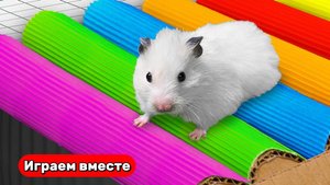 Разноцветный лабиринт для умного Хомяка 🐹 Видео для детей