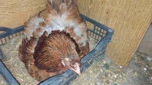 Уже 23 сутки, а цыплята всё ещё не вылупились, но пищат.