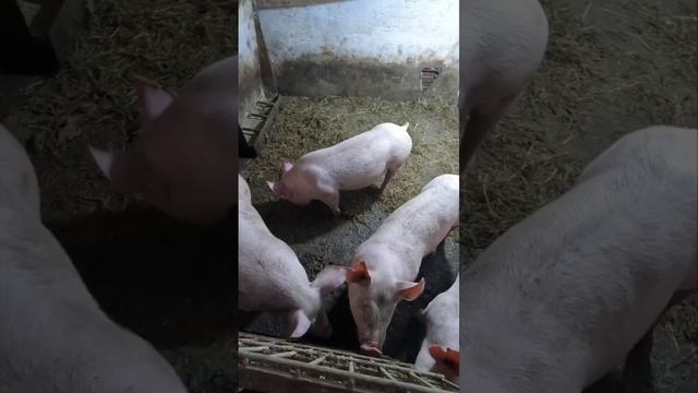 Слева поросята 8 месяцев дворовые а справа 3,5 месяца крупные белые с документами смотреть онлайн