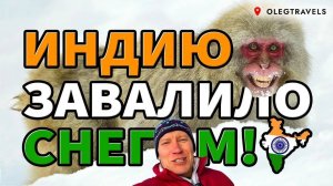 СНЕЖНЫЕ ОБЕЗЬЯНЫ В ГИМАЛАЯХ | КАШМИР, ИНДИЯ | Индия 2023 | Выпуск 04