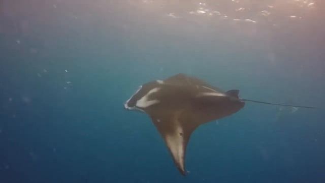 Manta Rays @ German Channel, Palau (2016) - High Resolution смотреть онлайн