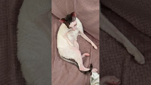 Ангел или курица..?#котики #приколысживотными #корнишрекс