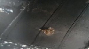 Dunlop D 214 auf Honda CB 650 R Reifenschäden