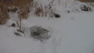 Проверка ловушек на енота!