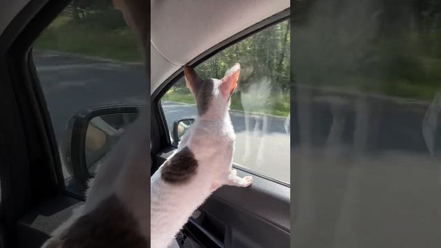 Надоело это всё, сердце требует свободы…#кошки #cat #корнишрекс #котики