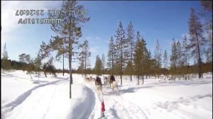 Катание на 10 хаски в апреле на Кольском около Хибин.
Хибиниум.