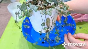 КОМНАТНЫЕ РАСТЕНИЯ(ЦВЕТЫ).ЦЕРОПЕГИИ.