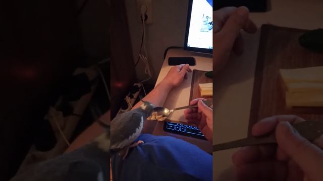 Попугай Коша!!! Корелла Коша кушает кашу с ложки!!! Гадость)))